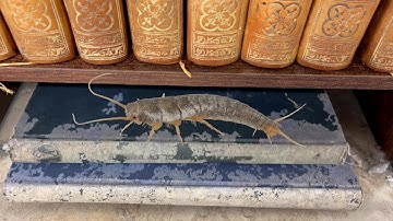 Silverfish Damage to Books and Archives