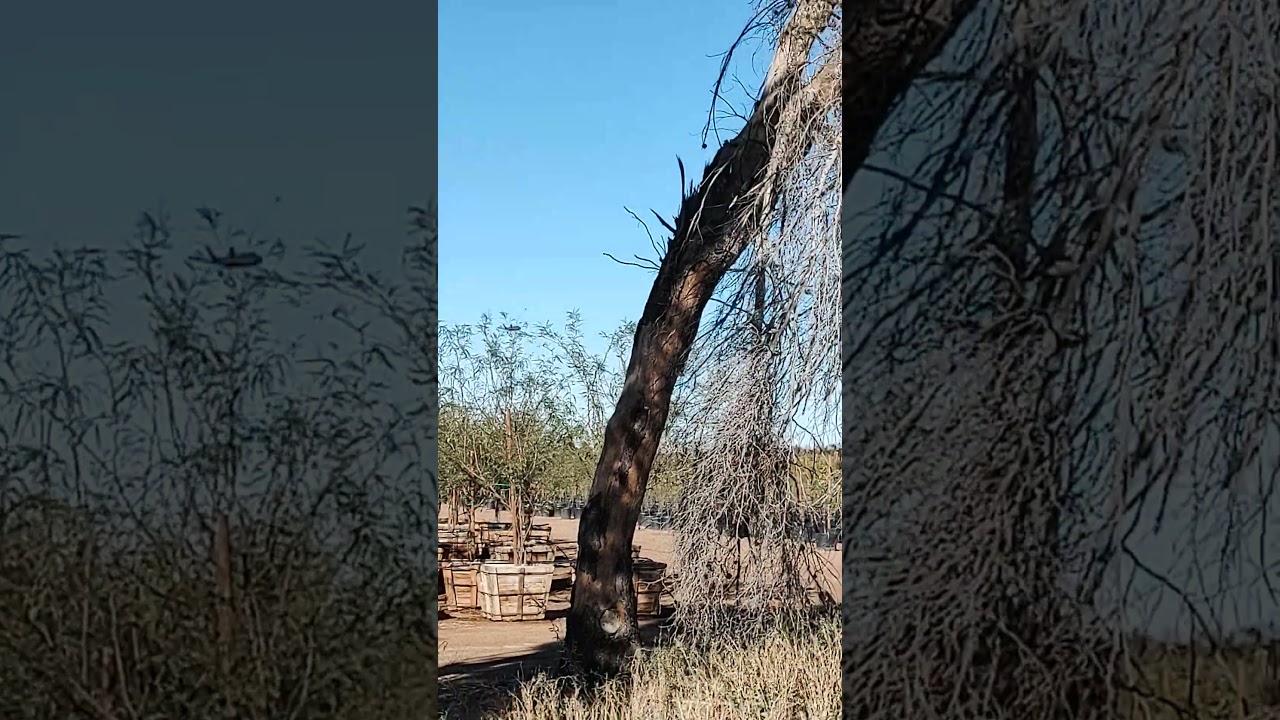 turning and land practice at Luke AFB Monday