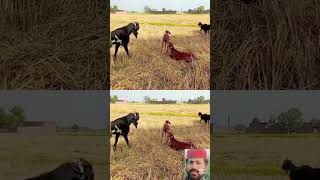Huge Male and Weak Goat 😱🐐#huge #male #weak #goat