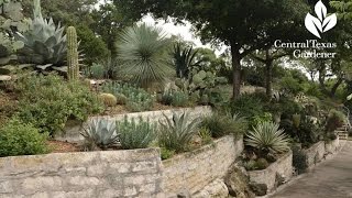 Outstanding Succulent Design Jeff Pavlat Central Texas Gardener