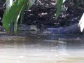Nutria lucha y caza un Caimán en Costa Rica