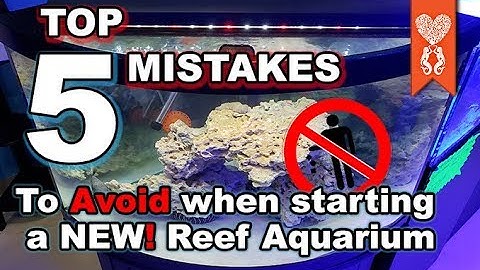 Top 5 mistakes for new reef aquariums you will want to avoid!