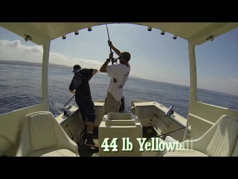 Southern California Seabass/Yellowtail-- Epic!! Fishing video by the Dunham Brother's