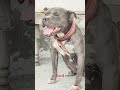 Mera baap badmash tha mai v badmash hi hun #americanbully #dogbreed #youtubeshorts