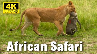 African Animals 4K | Safari | Wild Life | 4K Ultra HD