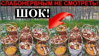 Такого НЕТ НИГДЕ! Грибной АПОКАЛИПСИС по-Карельски! Чуть ИНФАРКТ не СХВАТИЛ, увидев ЭТО! Грибы 2023