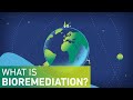 What is Bioremediation?