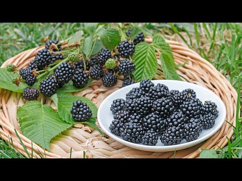 Video: Informasi Marionberry - Cara Menanam Marionberry