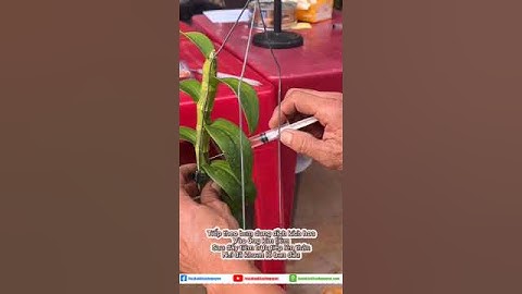Hướng dẫn cách kích hoa cho cây Phi Điệp #hoalanrung #vuonlankhanhnguyen #hoalan  #hoiyeulanrung