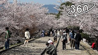 360° VR / 京都・蹴上インクラインの桜（桜吹雪）/ A shower of cherry blossoms, Kyoto, Japan