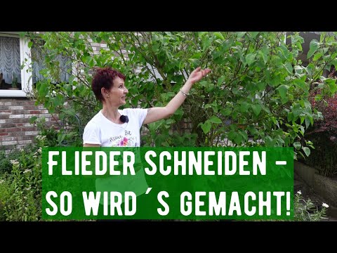Video: Flieder düngen - wann und wie man Fliedersträucher düngt