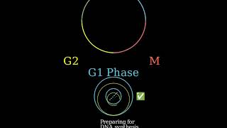 How are G1 and G2 different