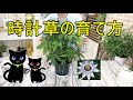 時計草の育て方