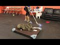 Dog Training Reactive Dog | Jackson with Distractions Dog Training Reactive Dog | Jackson with Distractions