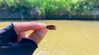 【蛙スプーン2.5g】反応がヤバくて河川で6種類釣れた！[沖縄ルアー]