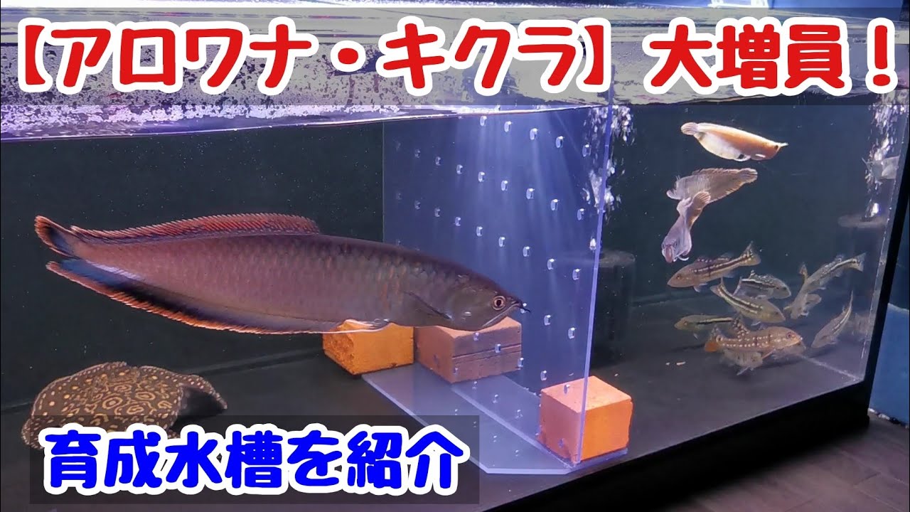 アロワナ・キクラ】育成組を増員しました！でっかくなれよぉぉぉ【大型 