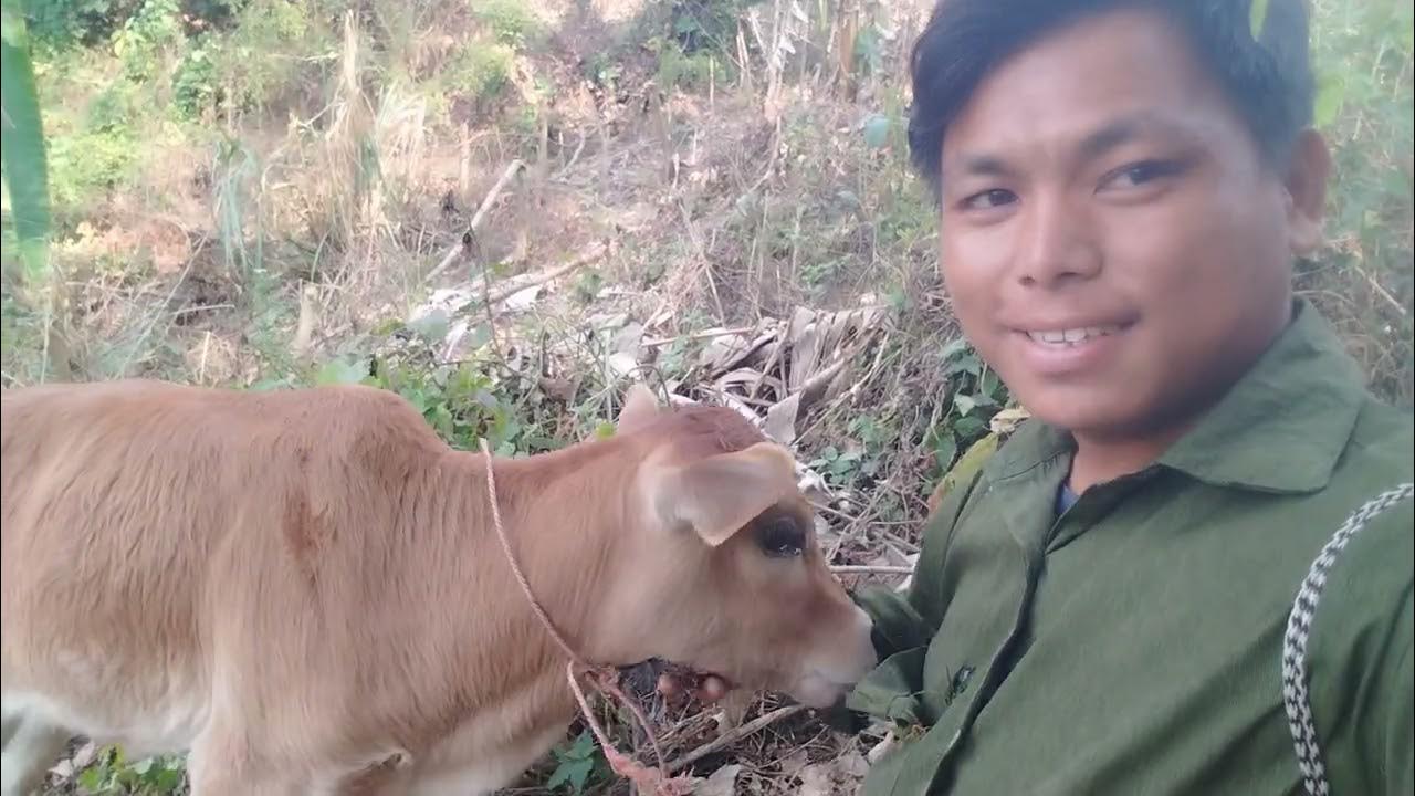  My small calf so sweet 🐄🐄 And my maxi & small puppy 🐕‍🦺🐕 - YouTube