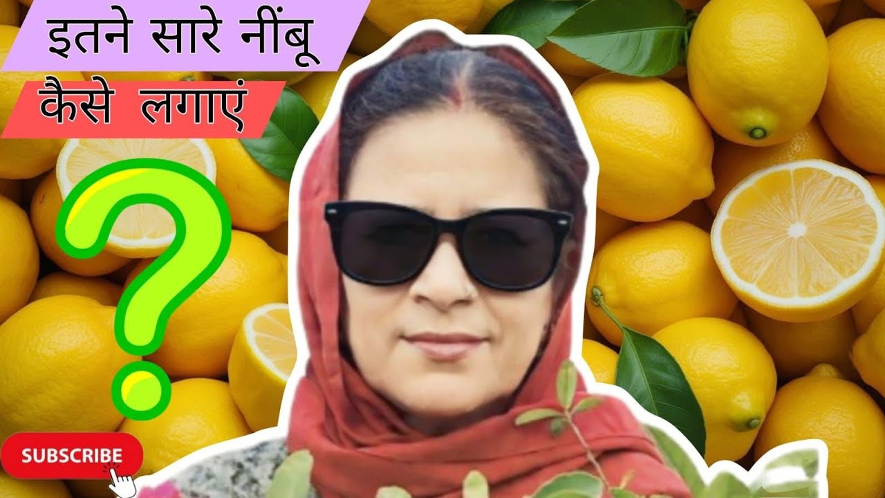 Сбор свежих лимонов в террасном саду 