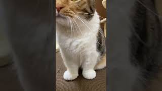 Si Mpus Bersih Banget Bulunya