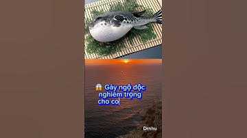 CẢNH BÁO NGỘ ĐỘC khi ăn CÁ NÓC