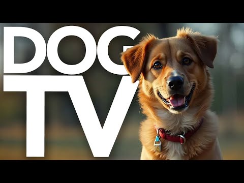 DOG TV - Beach Walking Video for Dogs | 2 Hour Virtual Dog Walk