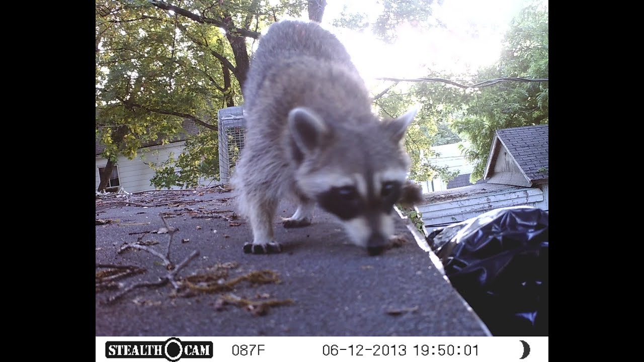 Trapped Raccoon YouTube