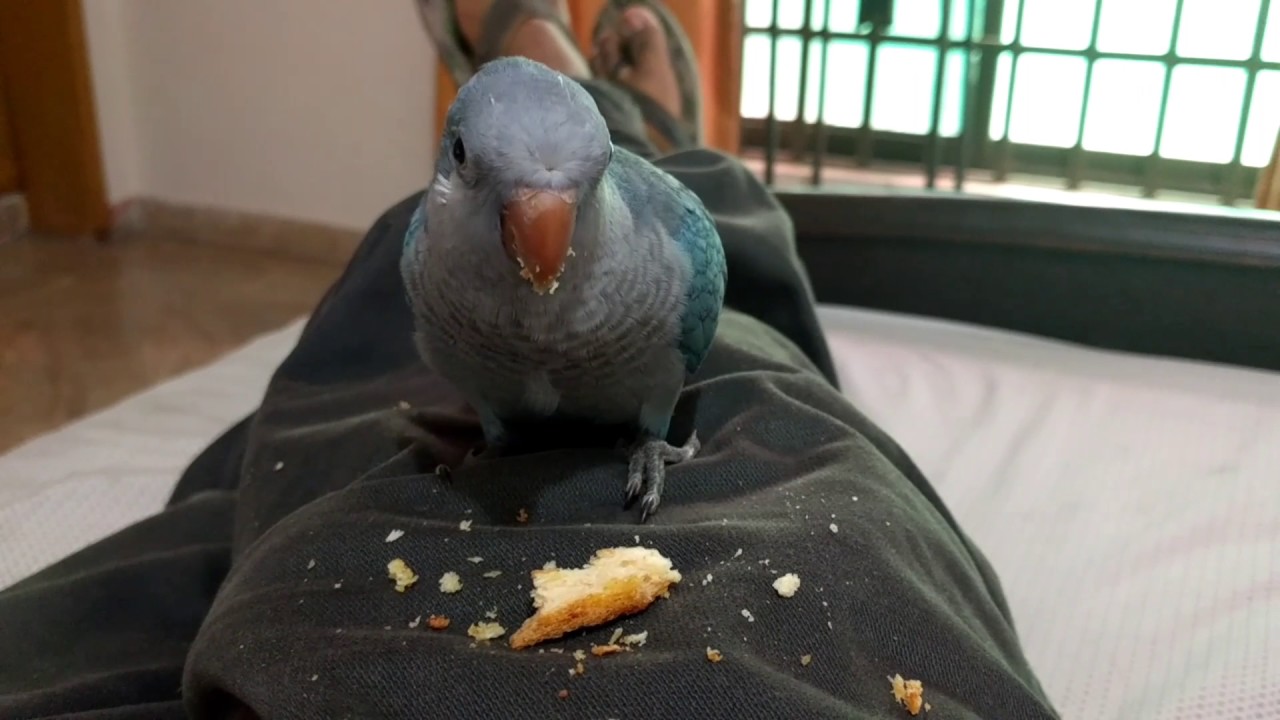 Blue Quaker Parrot enjoy some bread 