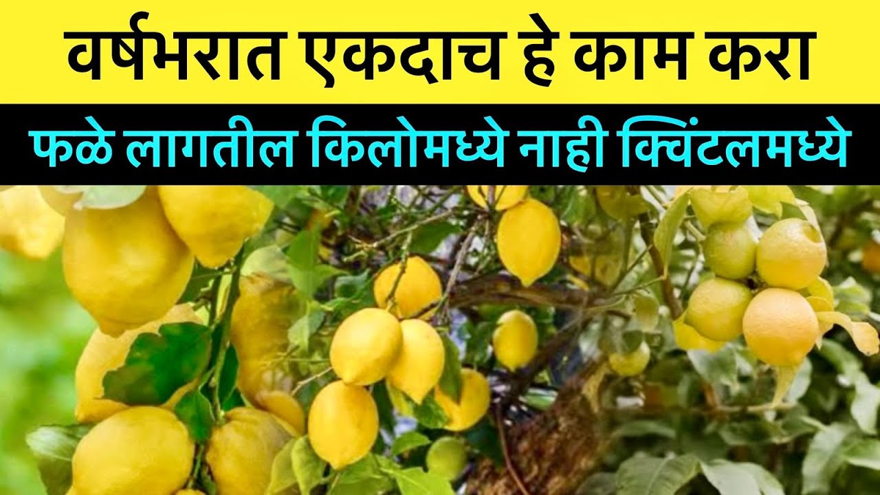 इतके लिंबू लागतील की ते तोडताना तुम्ही थकून जाल || How To Get Plenty Of Lemons from one Plant ||