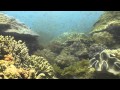 Diving the Barren Isles of Madagascar