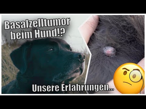 Video: Hauttumor (Histiozytom) Bei Hunden