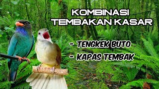 MASTERAN TERBAIK!! KOMBINASI TEMBAKAN KASAR KAPAS TEMBAK DAN TENGKEK BUTO!!!