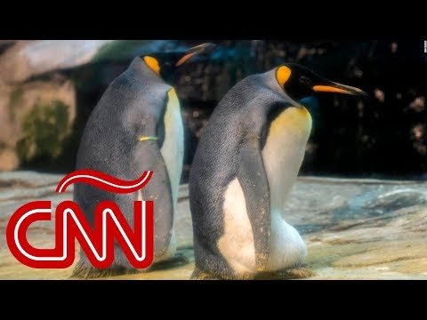 Pingüinos gay adoptan un huevo juntos