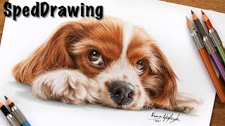 RYSUJĘ UROCZEGO CAVALIERA // SPEEDDRAWING screenshot 1