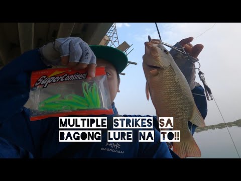 AJING FISHING, CATCHING MANGROVE SNAPPERS USING SUPERCONTINENT SOFT LURE