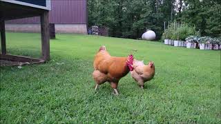 Did my chickens get LOST??! I really should ALWAYS have my camera!! & my Favorite Garden bench. LoVe