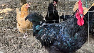 Homemade Chicken & Quail Feed Using What You Already Have In Your Home And Off Your Property