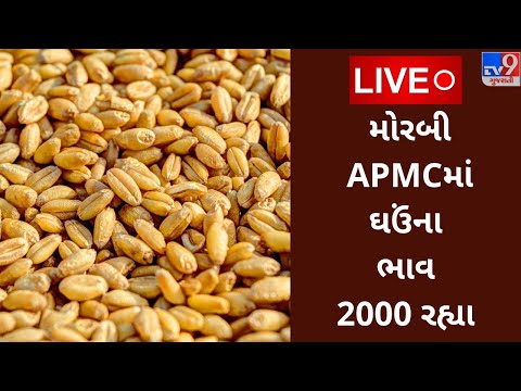 APMC : મોરબી APMCમાં ઘઉંના મહત્તમ ભાવ રૂપિયા 2000 રહ્યા,જાણો જુદા જુદા પાકના ભાવ |tv9news