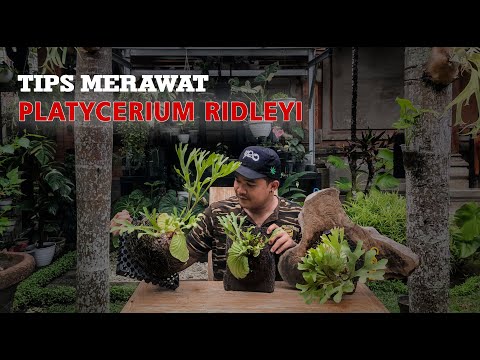 Video: Memberi Makan Pakis Staghorn: Cara Menyuburkan Tanaman Pakis Staghorn