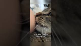 THIS is why cats bite their owners screenshot 5