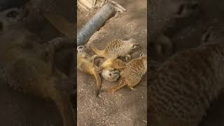 Williamson Park Meerkats Misbehaving