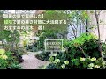 酷暑の庭で実感した|緑陰で暑さ対策!おすすめの庭木3選|木陰で手間いらずな庭へ|ガーデニング|50代の庭
