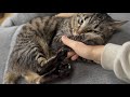 甘え上手は甘やかし上手　Kuu: Mama’s Boy, Luna’s Big Brother