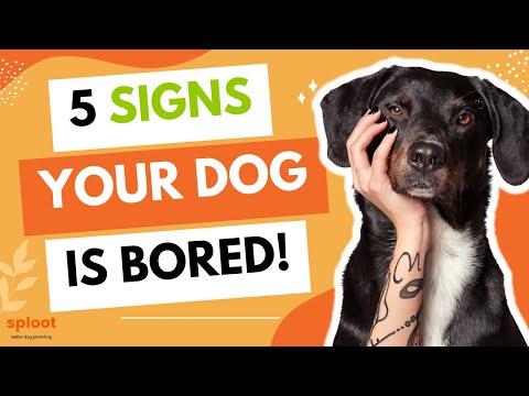 Video: Tecken Din hund är uttråkad och vad man ska göra om det