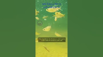 Surah al-Anaam, Verse 59 - سوره انعام آیه 59 با صوت جواد رحیمی