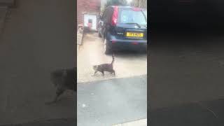 Cat freak out