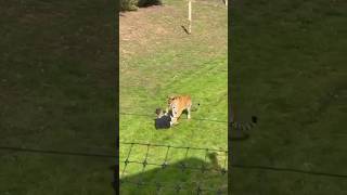 Man attacked by tiger at Yorkshire Wildlife Park after entering enclosure. #shorts #youtubeshorts