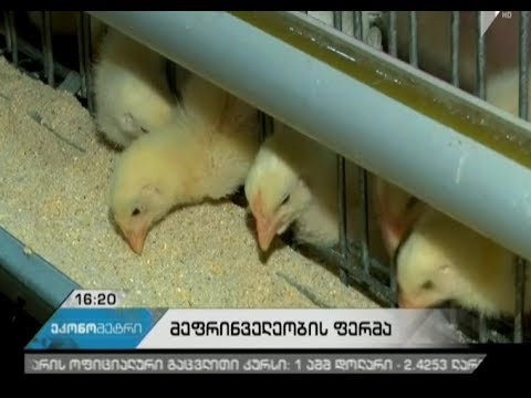 თერჯოლის მუნიციპალიტეტში ახალი მეფრინველეობის ფერმა ამოქმედდა