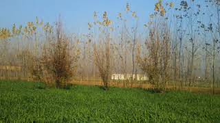 big italian poplar trees call 03359411672 for nursery