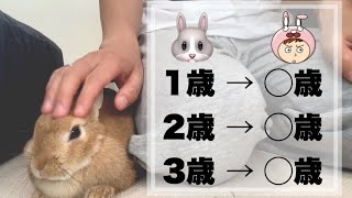 【年齢換算表】うさぎの年齢を人の年齢に換算すると何歳？　#851