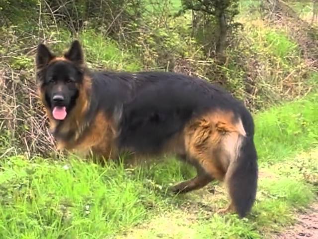 red and black german shepherd breeders